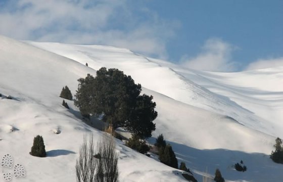 Ayegol