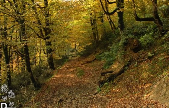 Darfak-1