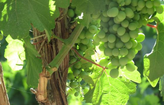 grape_21933376