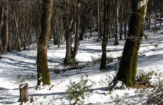 Alimestan-Forests