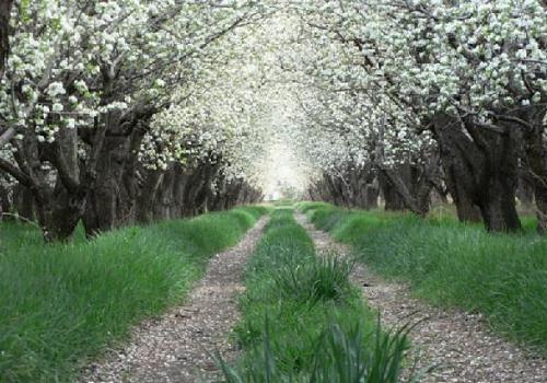 Pear-Orchard-Shiraz-Iran