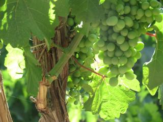 grape_21933376