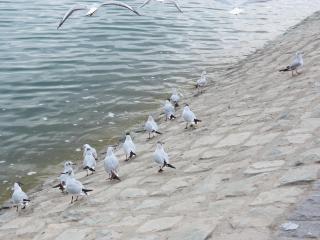 lake-IMG_1952