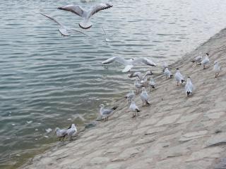 lake-IMG_1953